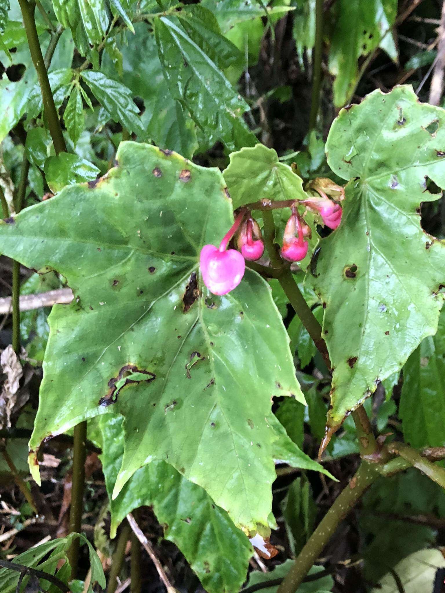 Image of Begonia formosana (Hayata) Masam.