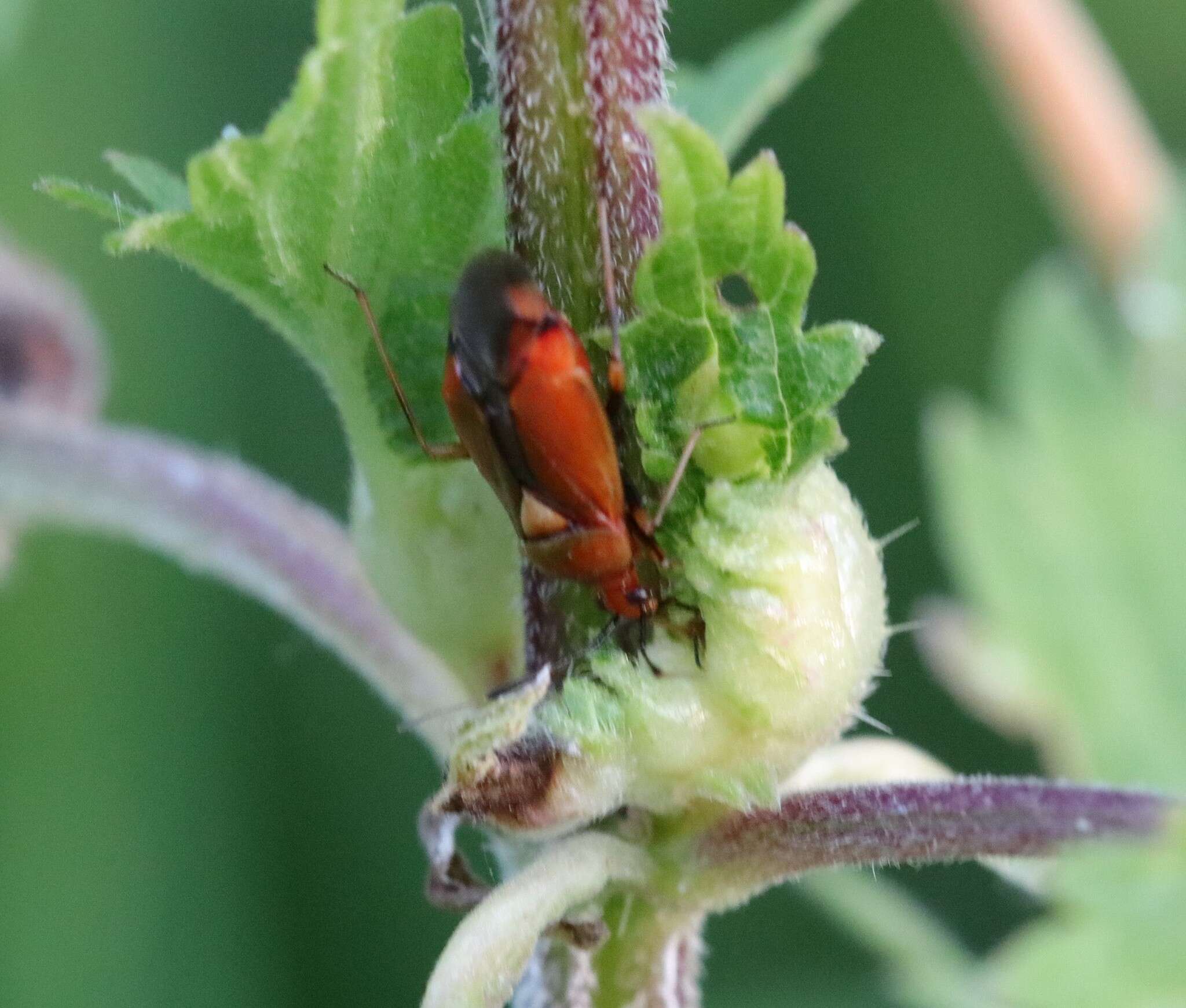 Image of red capsid bug