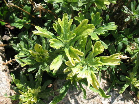 Image of Artemisia lagocephala (Fischer ex Bess.) DC.