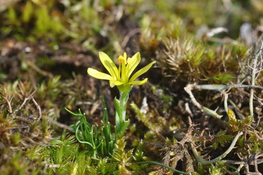 Image of star of Bethlehem