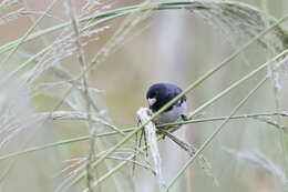 Image of Dubois's Seedeater