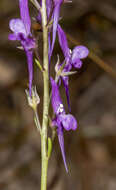 Sivun Linaria pelisseriana (L.) Mill. kuva