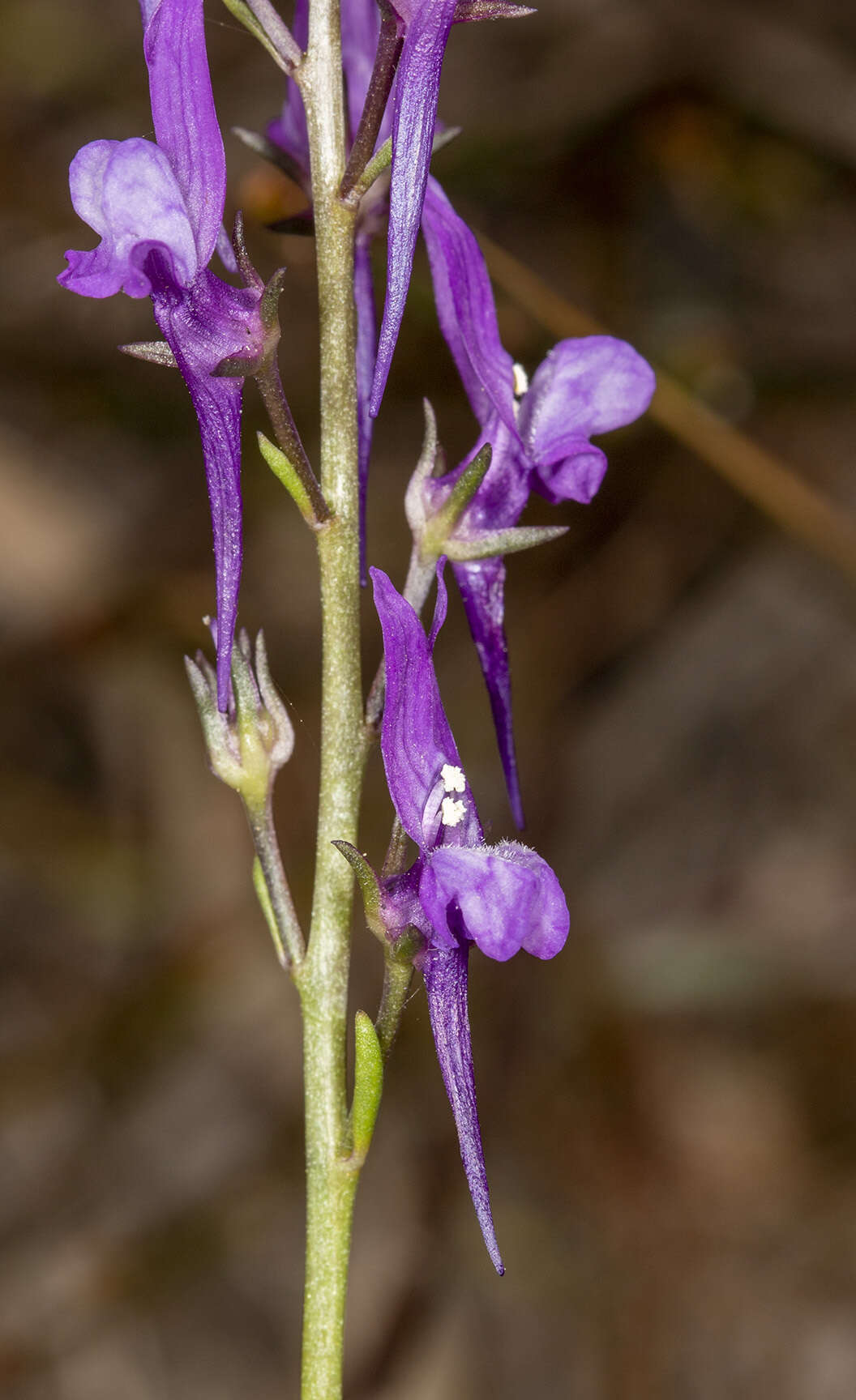 Image of Linaria pelisseriana (L.) Mill.