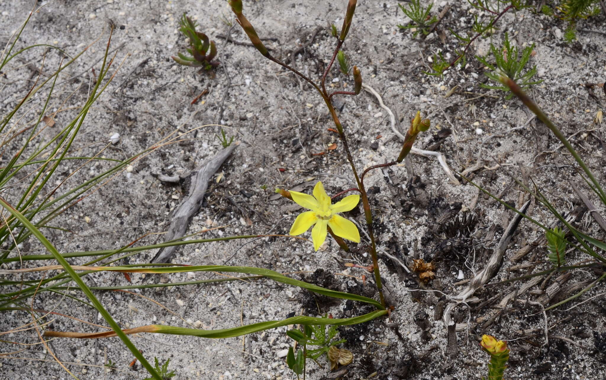 Image of Moraea bituminosa (L. fil.) Ker Gawl.