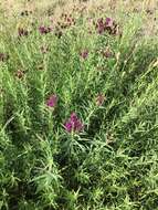 Image of Plains Ironweed