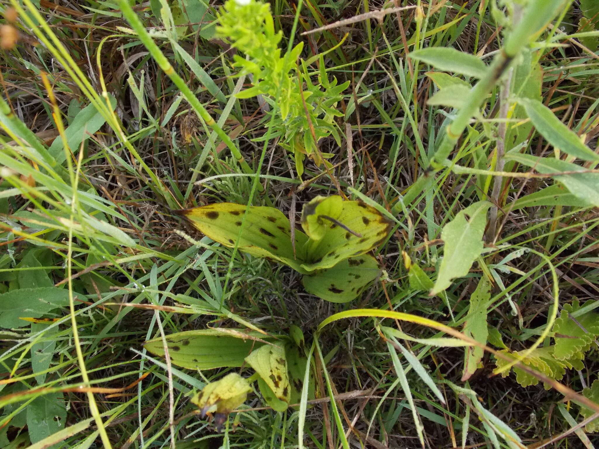 Imagem de Cypripedium candidum Muhl. ex Willd.