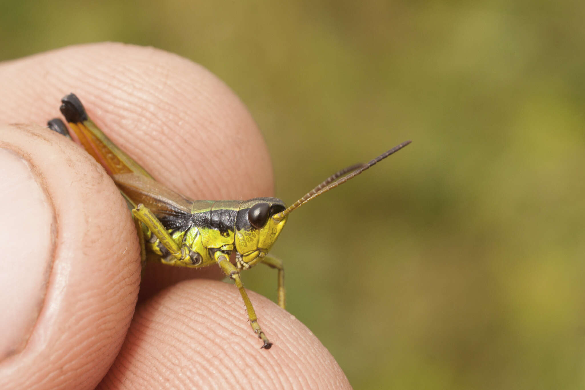 Podismopsis poppiusi (Miram 1907)的圖片