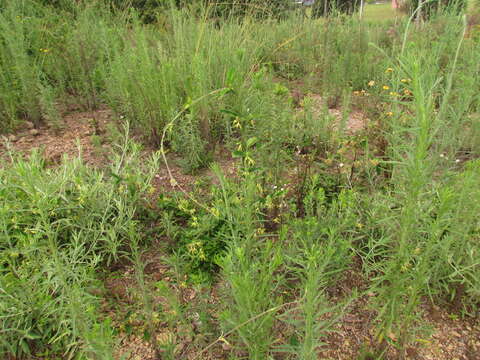 Image of Oxypetalum appendiculatum Mart.