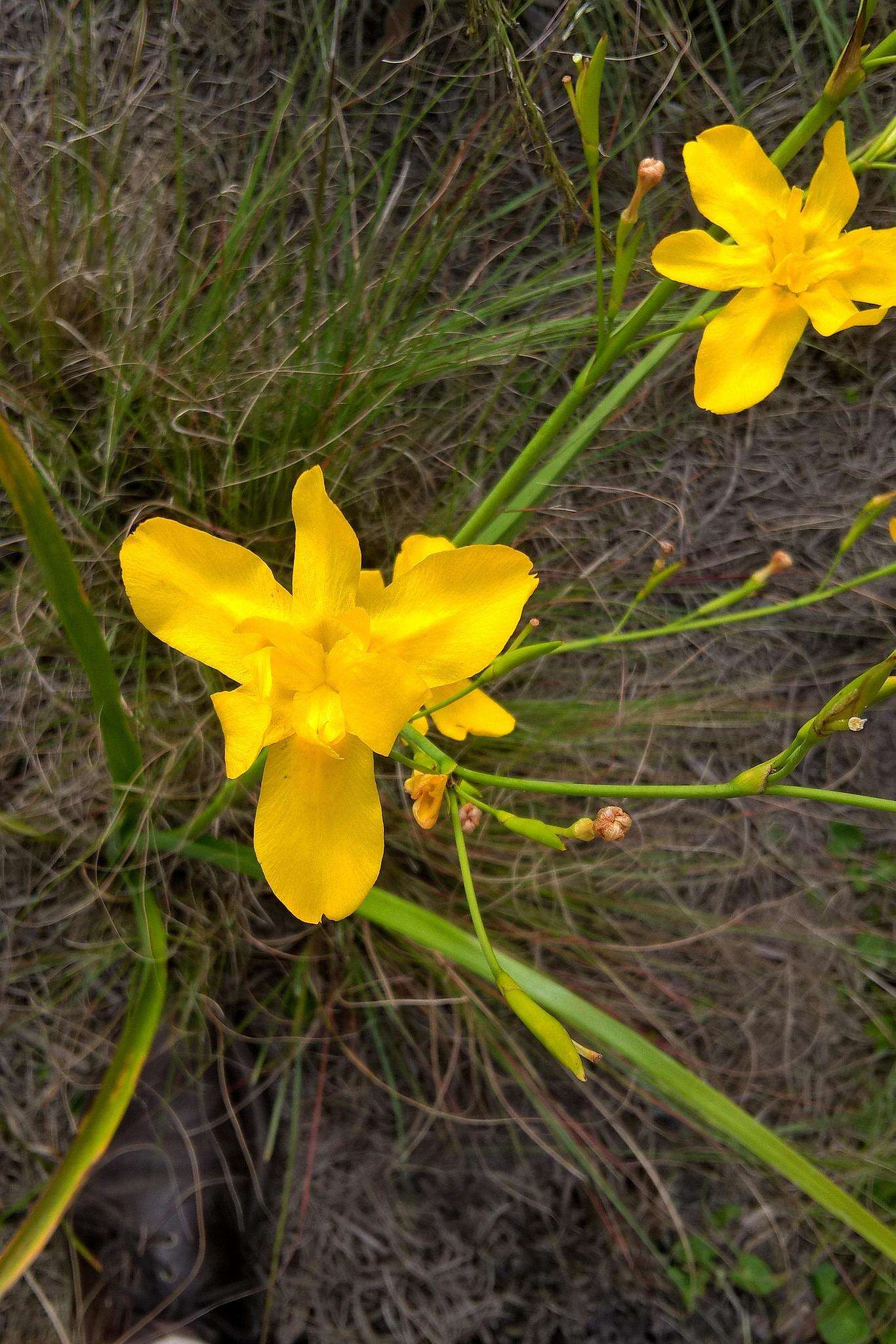 Image of Moraea ramosissima (L. fil.) Druce