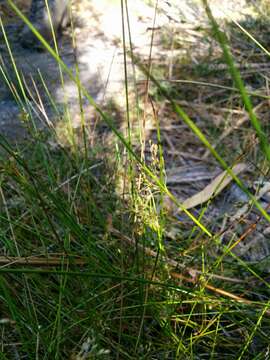 Image of Juncus pauciflorus R. Br.