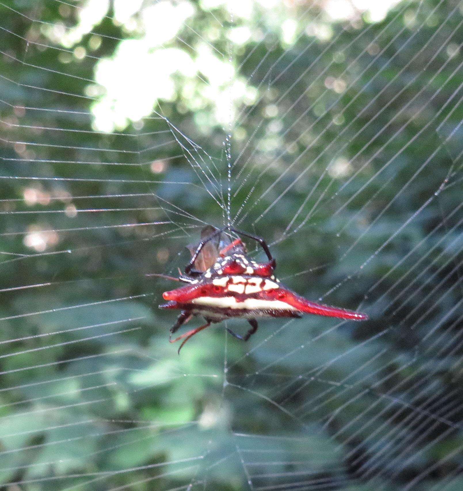 Image of Gasteracantha milvoides Butler 1873