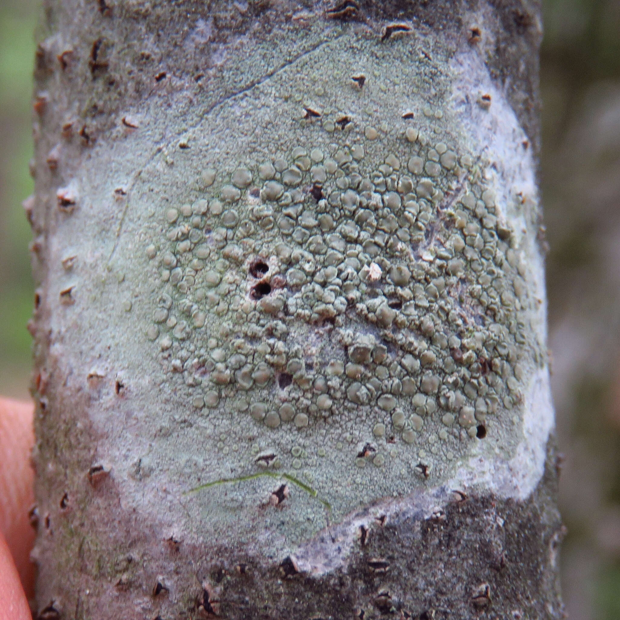 Слика од Lecanora strobilina (Spreng.) Kieff.