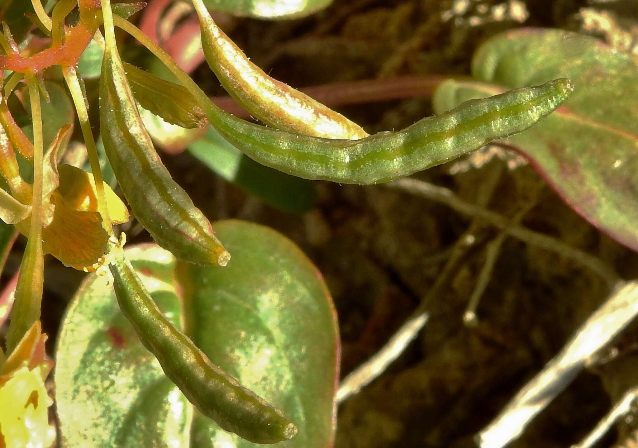 Image of Chylismia scapoidea Nutt. ex Torr. & Gray