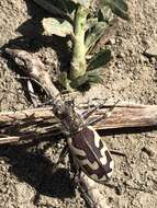 Image of Blowout tiger beetle