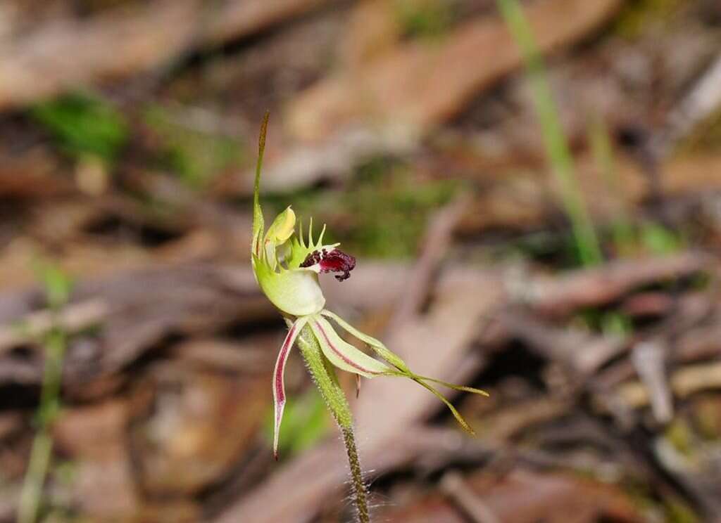 Image of Small spider orchid