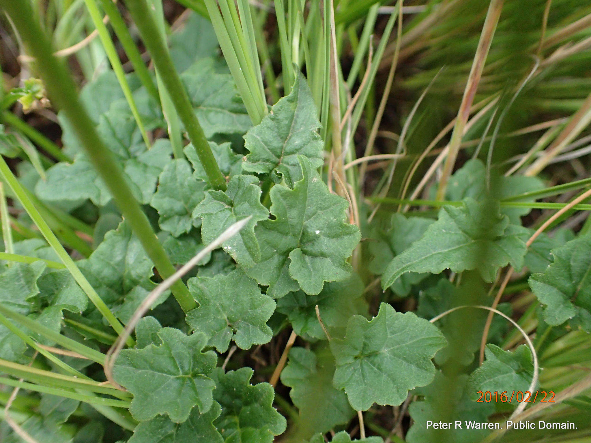 Image of Lobelia preslii A. DC.