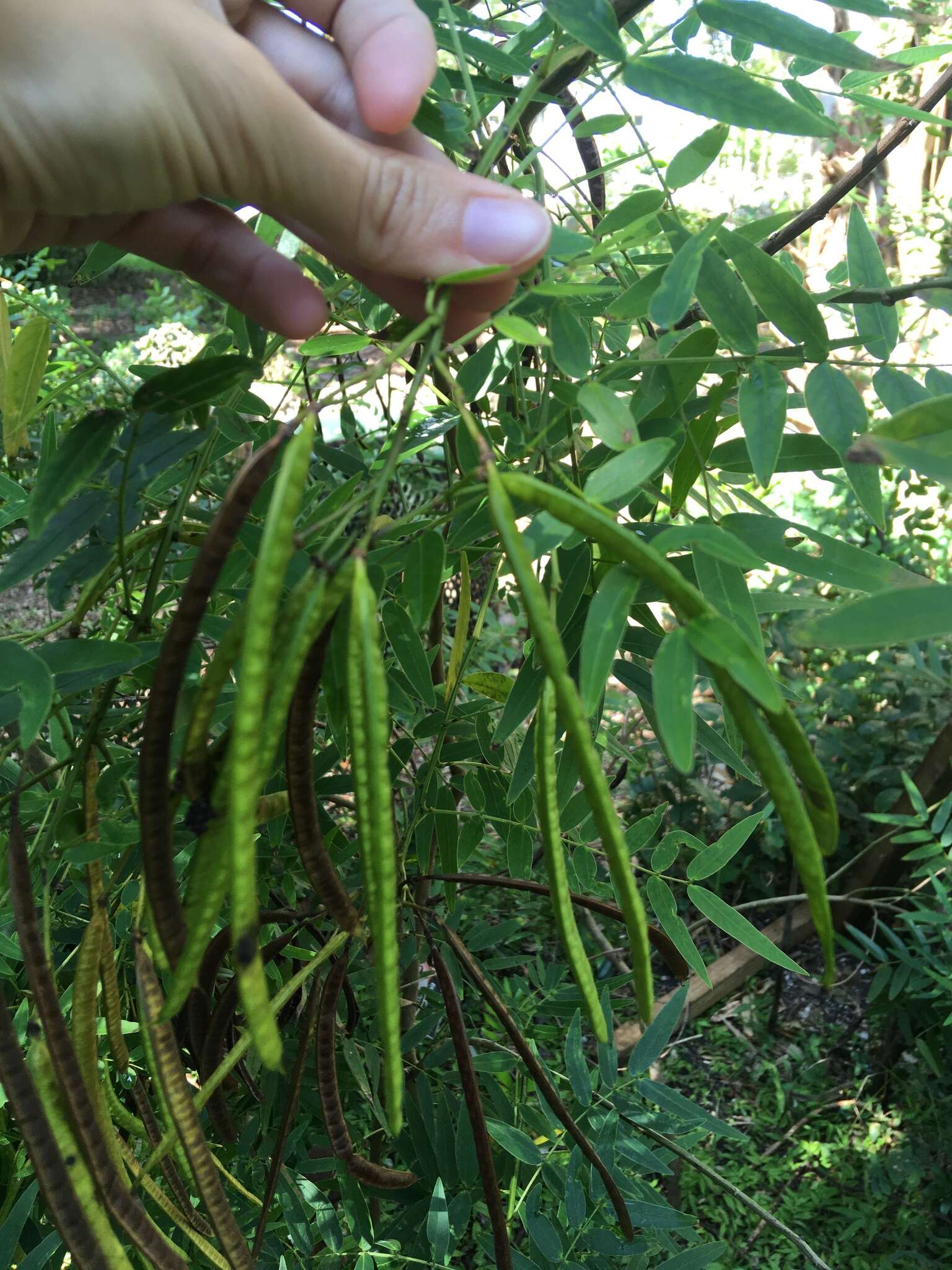 Image of privet senna