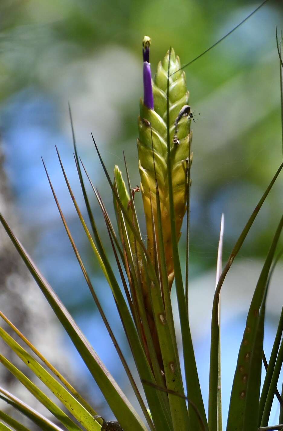 Imagem de Tillandsia compressa Bertero ex Schult. & Schult. fil.