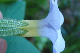 Image of Thunbergia natalensis Hook.