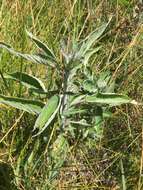 Image of stinging nettle