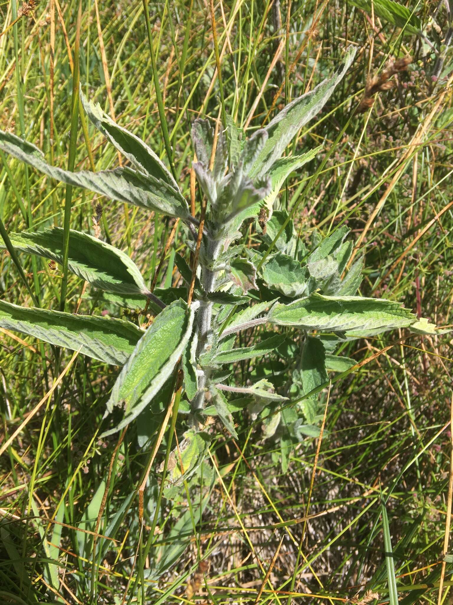 Image of stinging nettle