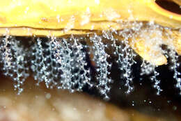 Image of bell hydroid