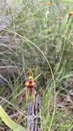 Imagem de Caladenia actensis D. L. Jones & M. A. Clem.