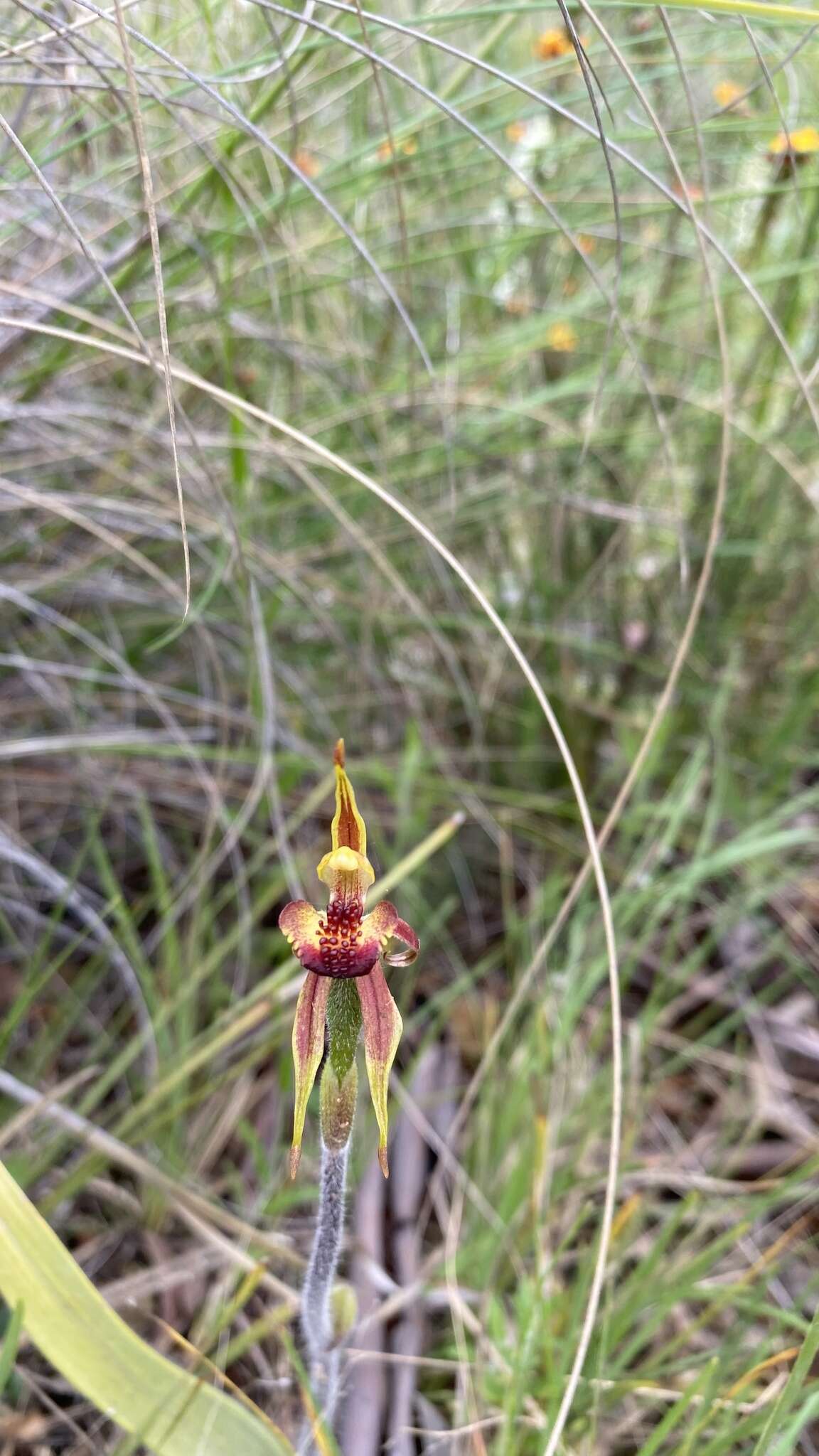 Imagem de Caladenia actensis D. L. Jones & M. A. Clem.