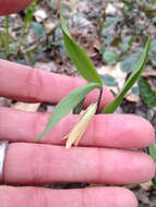 Image of sessileleaf bellwort