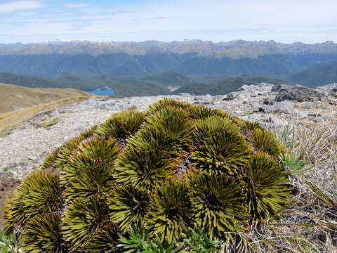 Image of Aciphylla crosby-smithii Petrie