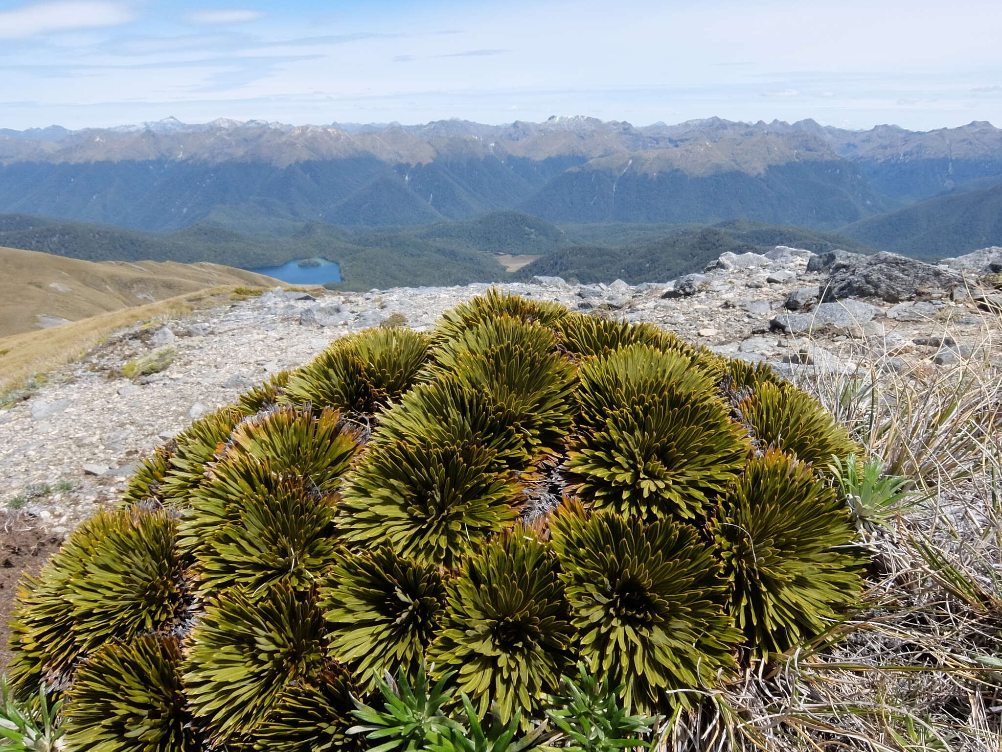 Image of Aciphylla crosby-smithii Petrie