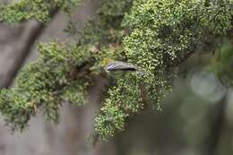 Image of Hermit Warbler