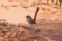 Image of Eyrean Grasswren