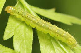 Image of Agonopterix heracliana Linnaeus 1758