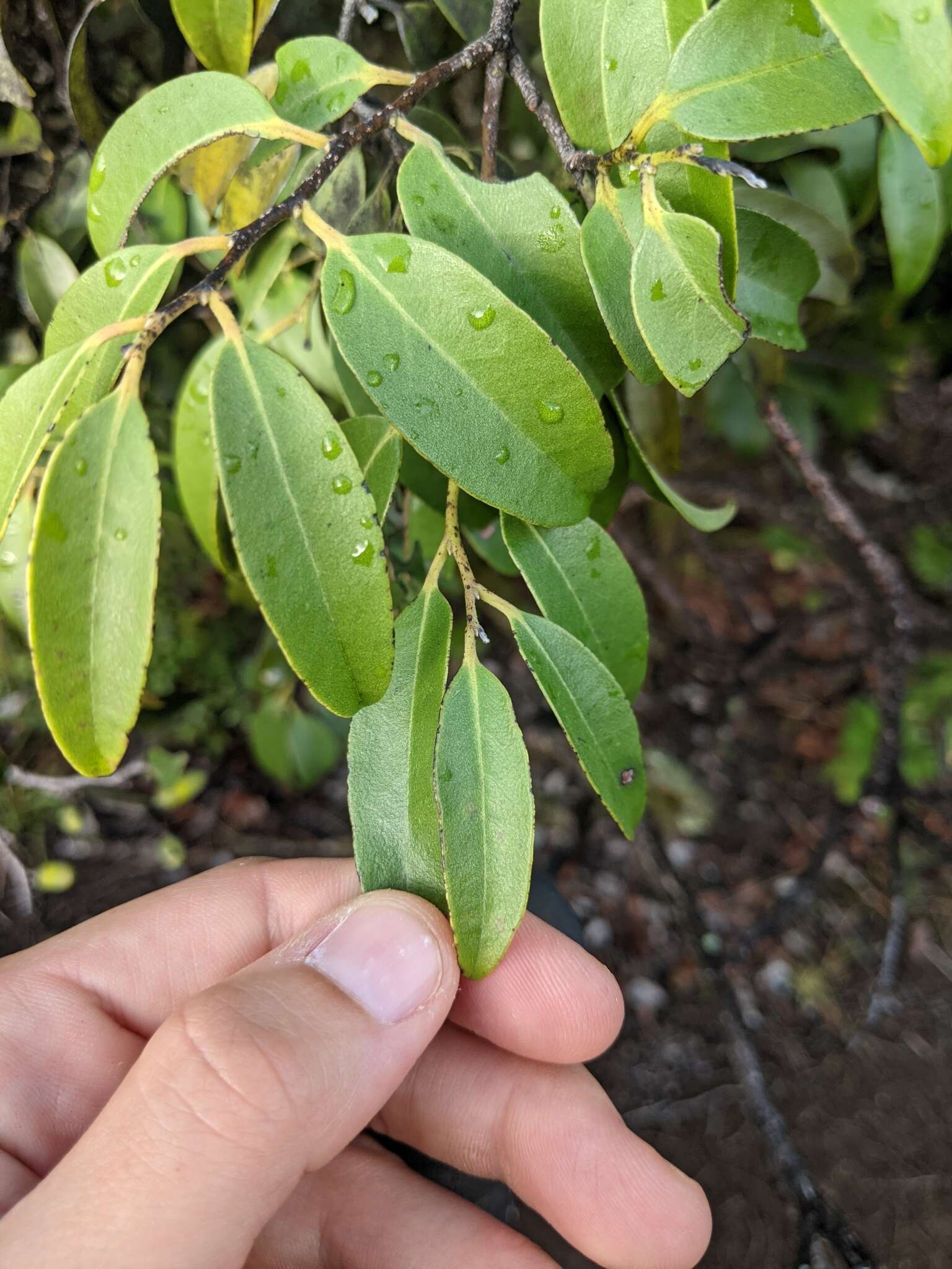 Imagem de Diospyros sandwicensis (A. DC.) Fosberg