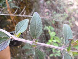 Image of Salvia manantlanensis Ramamoorthy