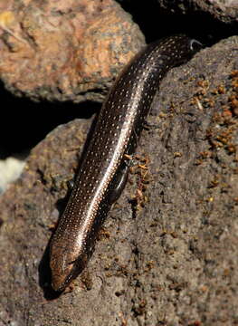 Image of Chalcides coeruleopunctatus Salvador 1975