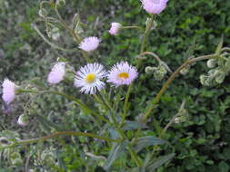 Image of <i>Erigeron <i>strigosus</i></i> var. strigosus