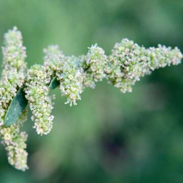 Image of Chenopodium nitrariaceum (F. Müll.) F. Müll. ex Benth.