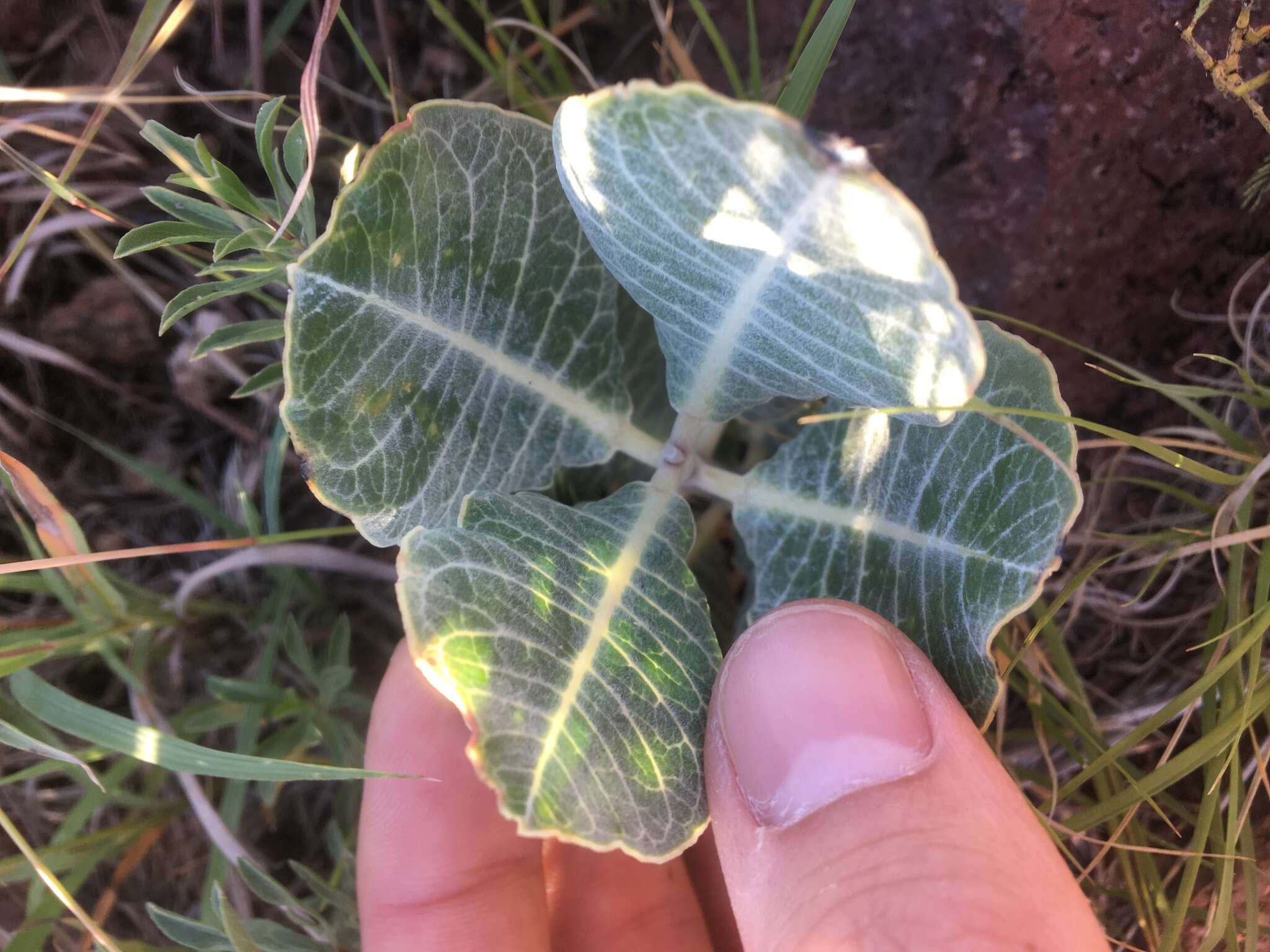 Asclepias nummularia Torr. resmi