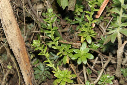 Image of Echeveria ballsii Walther