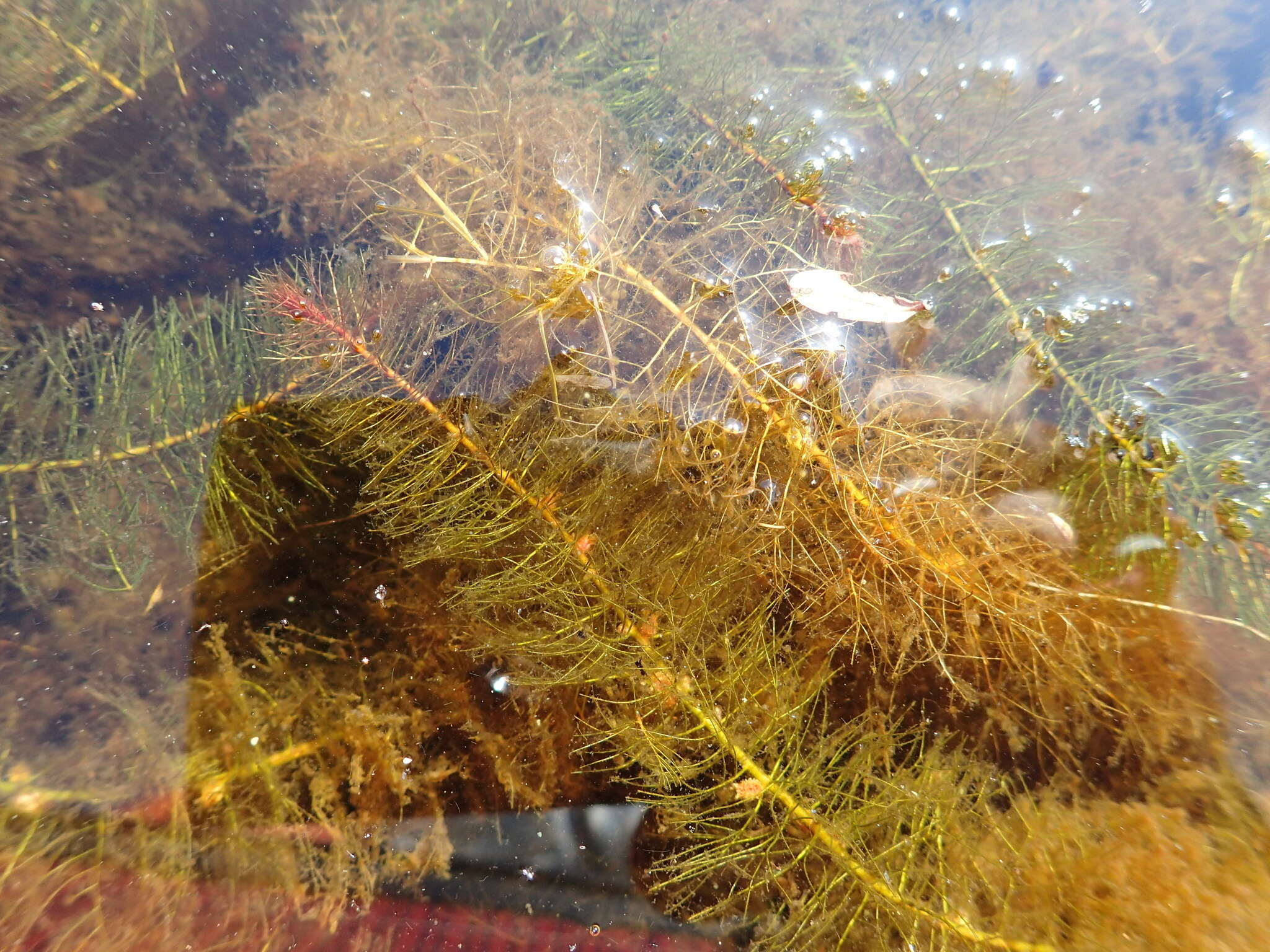 Image of Farwell's Water-Milfoil