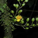 Image of Candolleodendron brachystachyum (DC.) Cowan