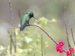 Chlorostilbon gibsoni (Fraser 1840) resmi