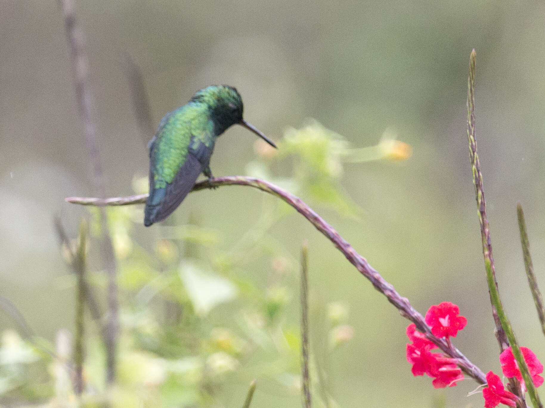 Image of Red-billed Emerald