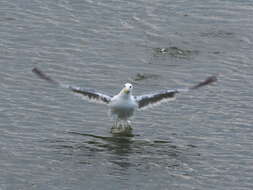 Image de Larus fuscus heuglini Bree 1876