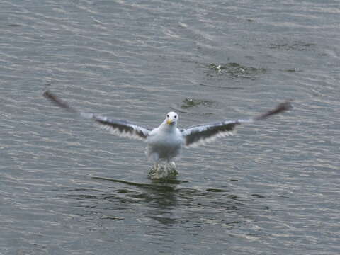 Image de Larus fuscus heuglini Bree 1876