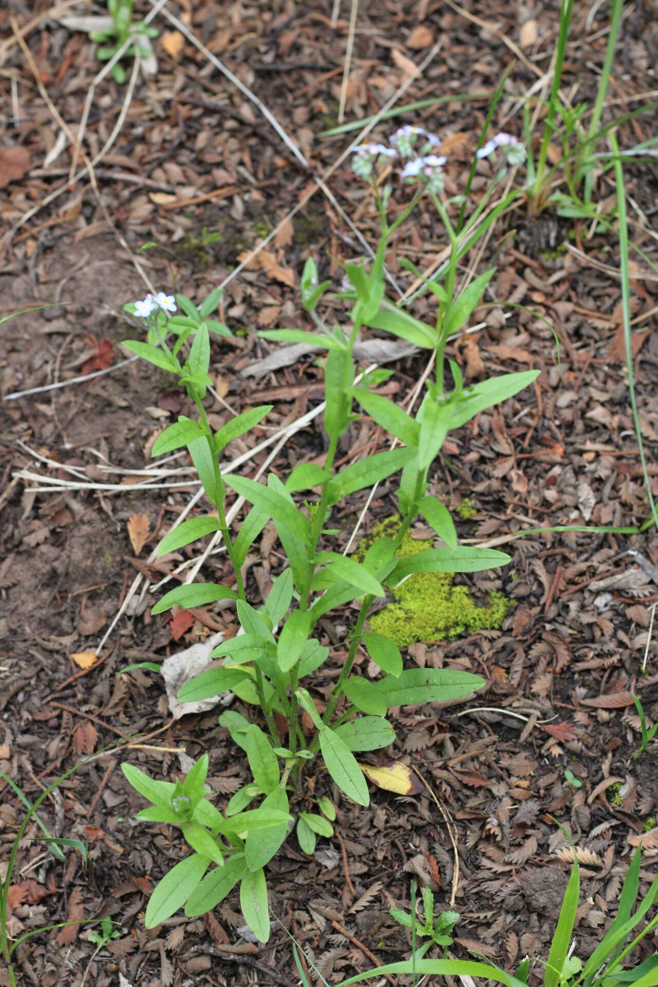 Imagem de Myosotis semiamplexicaulis DC.