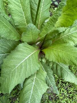 Plancia ëd Primula japonica A. Gray