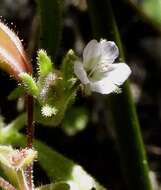 Image de Phacelia leonis Howell